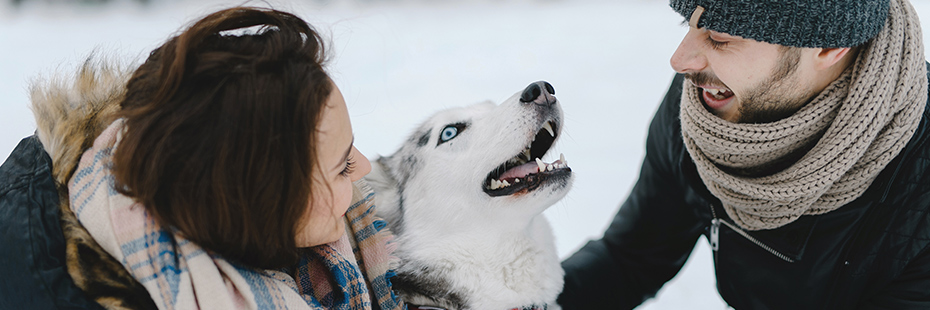 couple-laughing-with-husky-dog