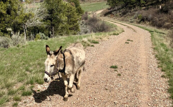 Colorado donkey
